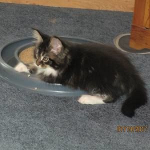 Meet your Posher, Noreen